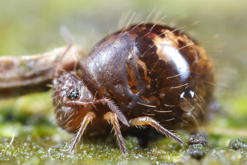 Allacma fusca forma usignata