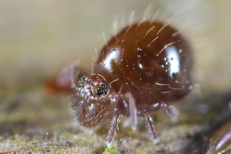 Allacma fusca