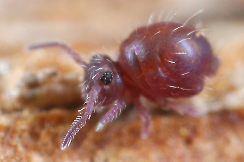 Allacma fusca juveniel