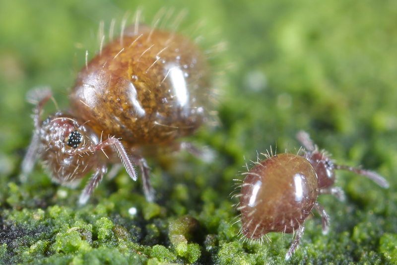 Allacma fusca