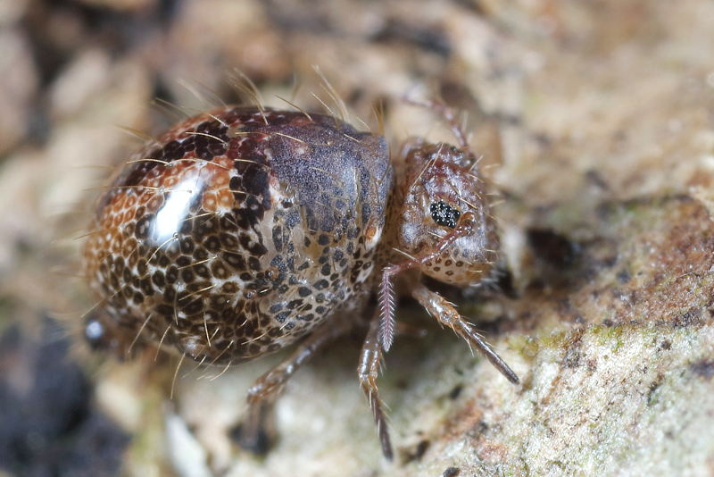Allacma fusca forma pustulata