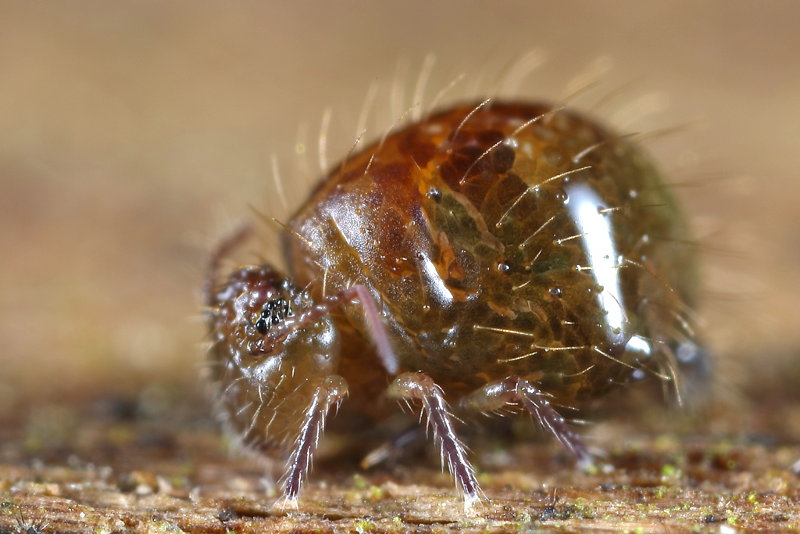 Allacma fusca