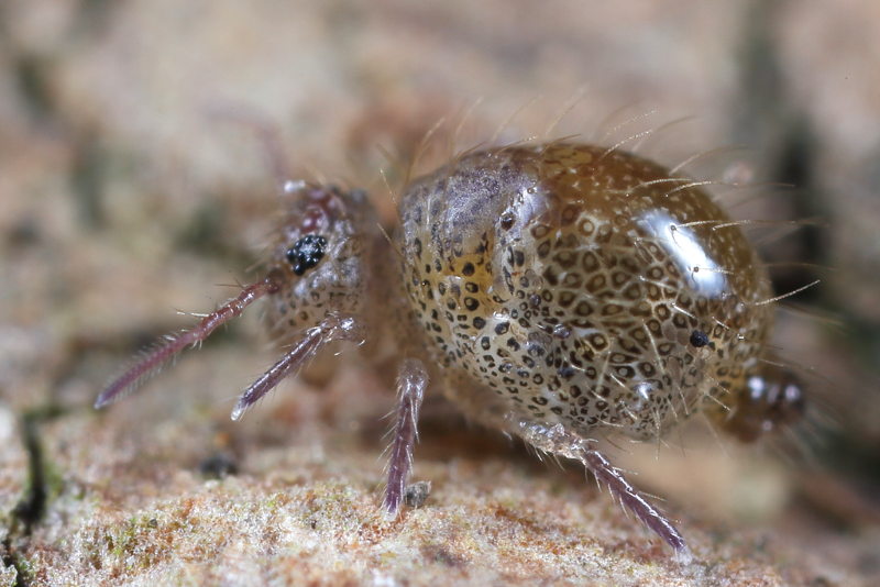 Allacma fusca forma pustulata