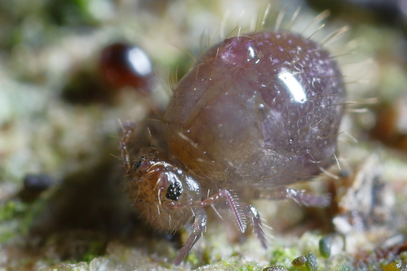 Allacma fusca juveniel