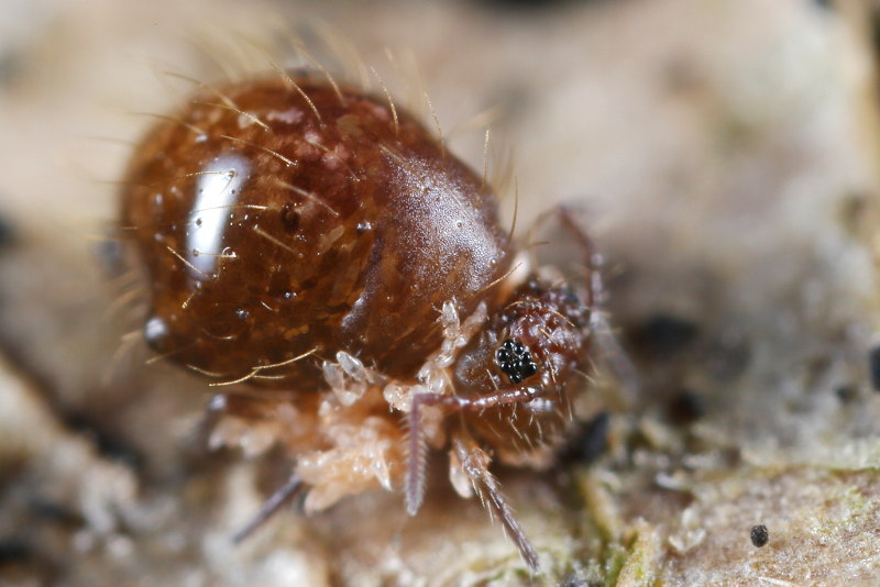 Allacma fusca met lifters