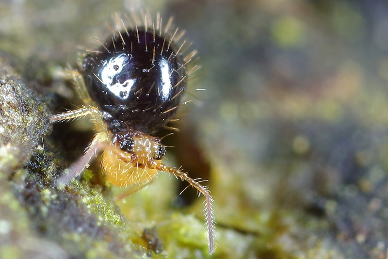Allacma gallica
