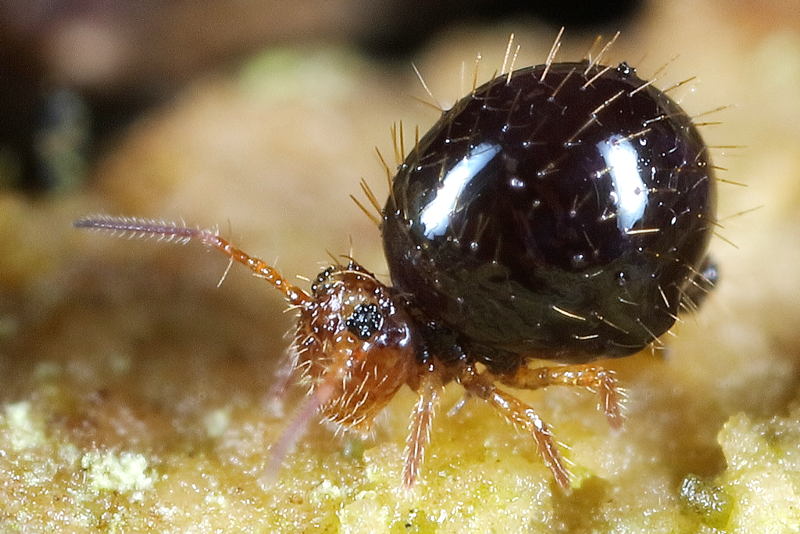 Allacma gallica