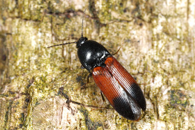 Dennenkniptor, Ampedus balteatus