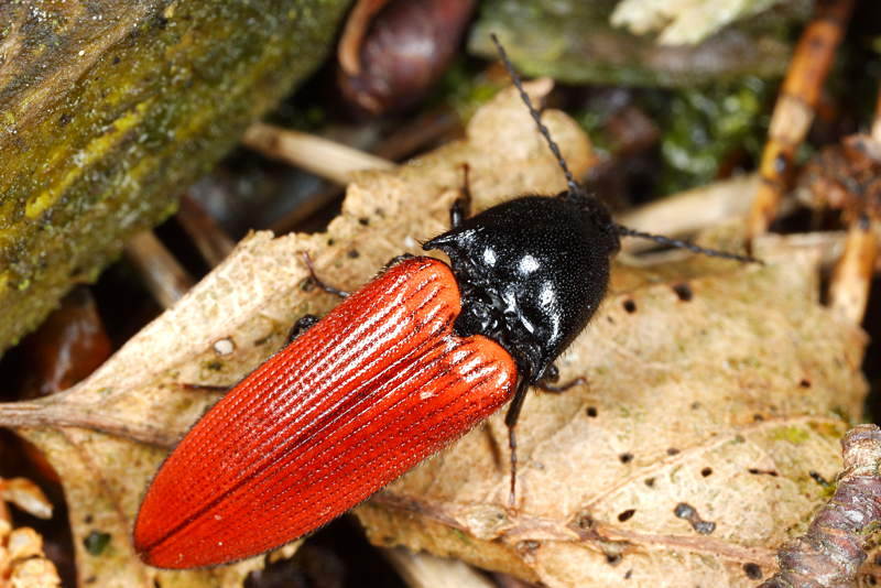 Bloedrode Kniptor, Ampedus sanguineus