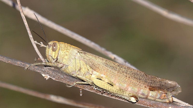 Egyptische treksprinkhaan, Anacridium aegyptium