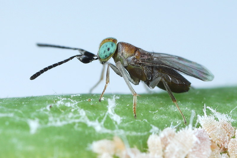 Anagyrus fusciventris
