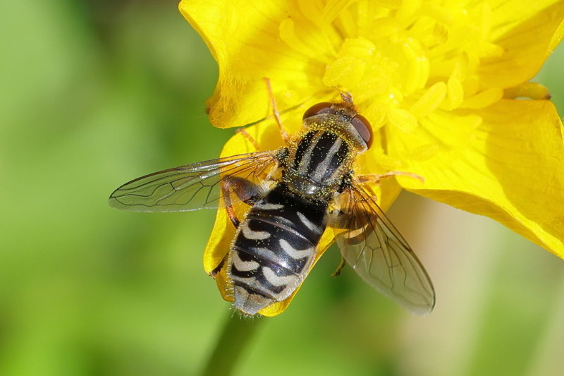 Anasimyia interpuncta, Bokserwaterzweefvlieg ♀