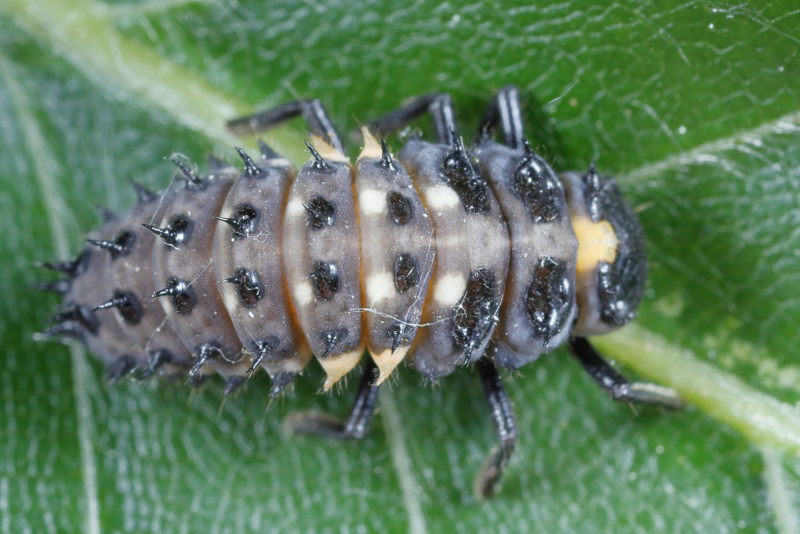 Oogvleklieveheersbeestje, Anatis ocellata, larve