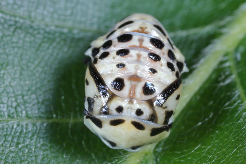 Oogvleklieveheersbeestje, Anatis ocellata, pop