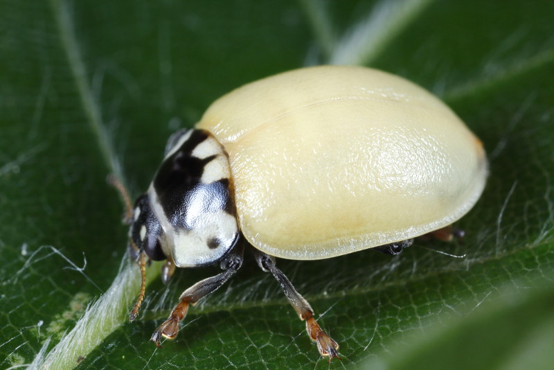 Oogvleklieveheersbeestje, Anatis ocellata, niet uitgekleurd