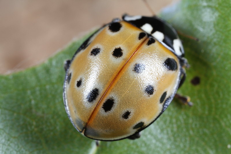 Oogvleklieveheersbeestje, Anatis ocellata