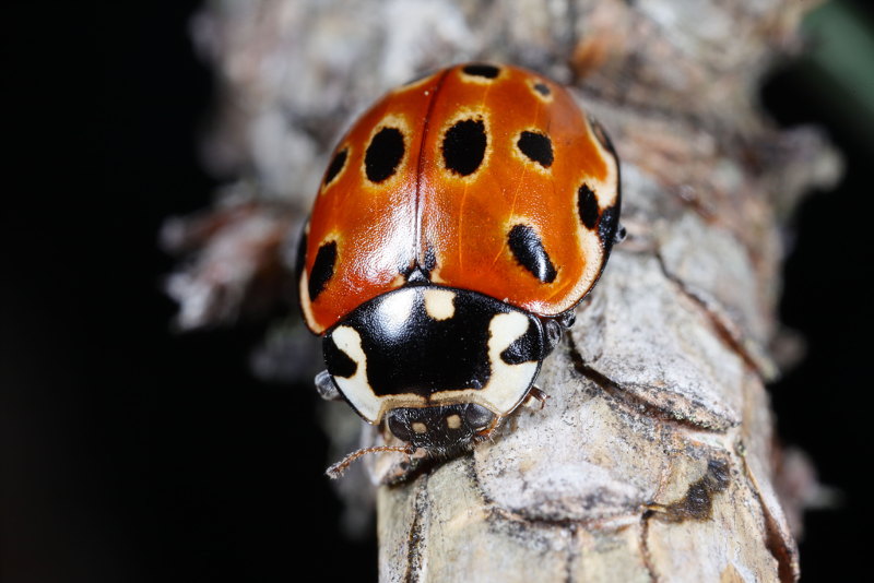 Oogvleklieveheersbeestje, Anatis ocellata