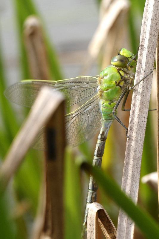 Grote keizerlibel, Anax imperator