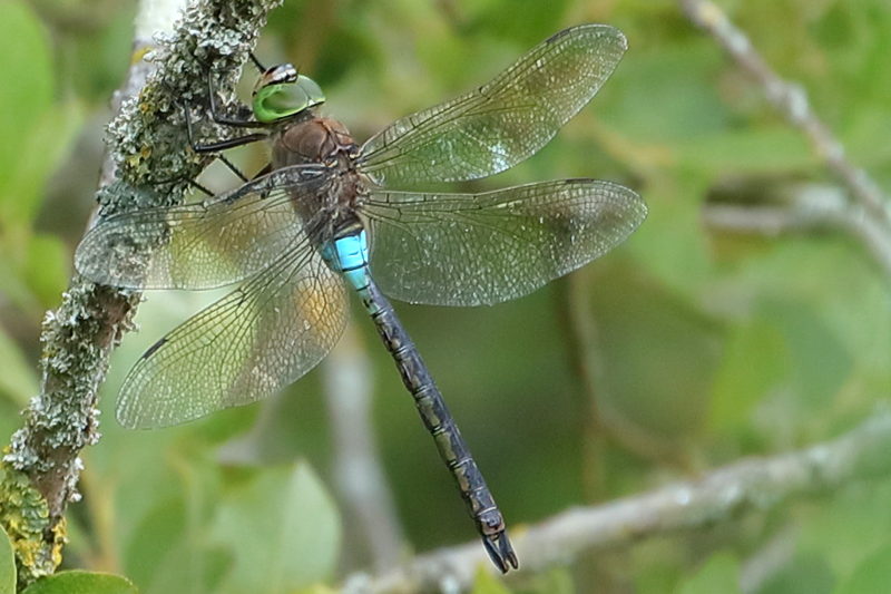 Zuidelijke keizerlibel, Anax parthenope ♂