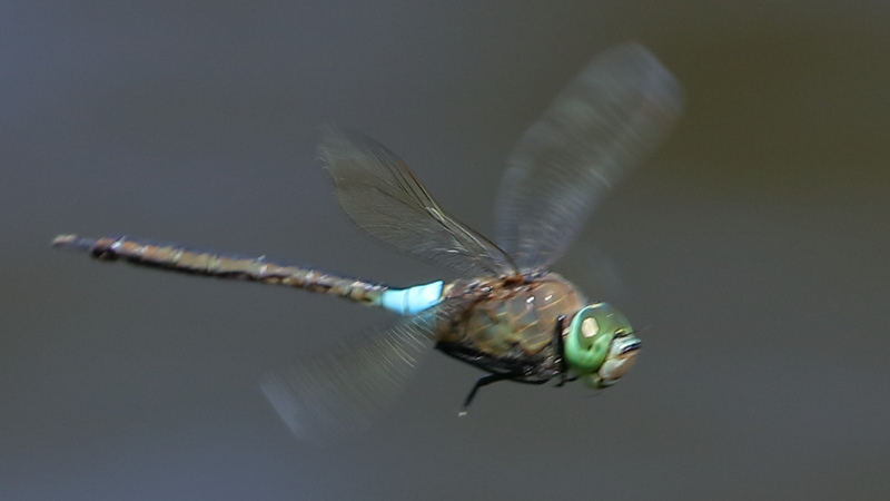 Zuidelijke keizerlibel, Anax parthenope ♂