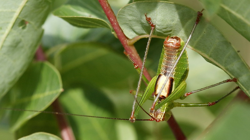 Zwartvleugelzaagsprinkhaan, Ancistrura nigrovittata &male; (BG)