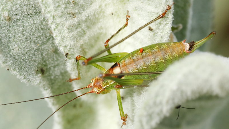 Zwartvleugelzaagsprinkhaan, Ancistrura nigrovittata &female; (BG)