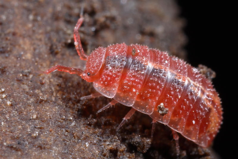 Rosy Woodlouse, Androniscus dentiger