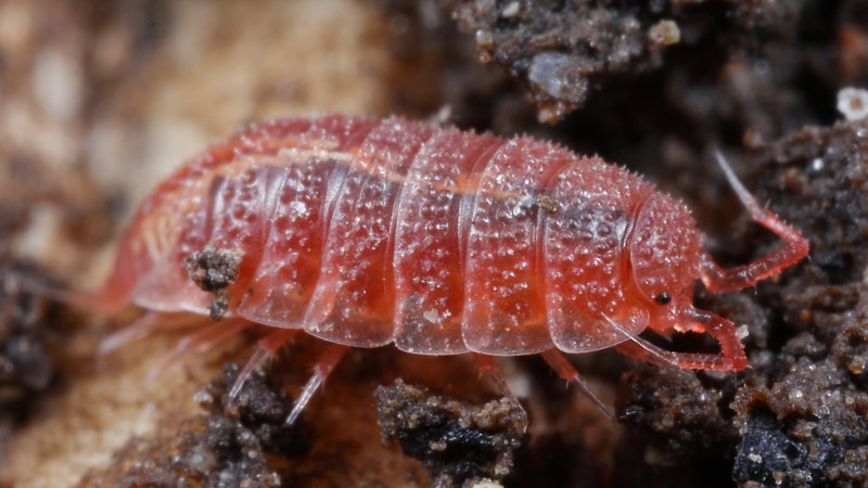 Rosy Woodlouse, Androniscus dentiger
