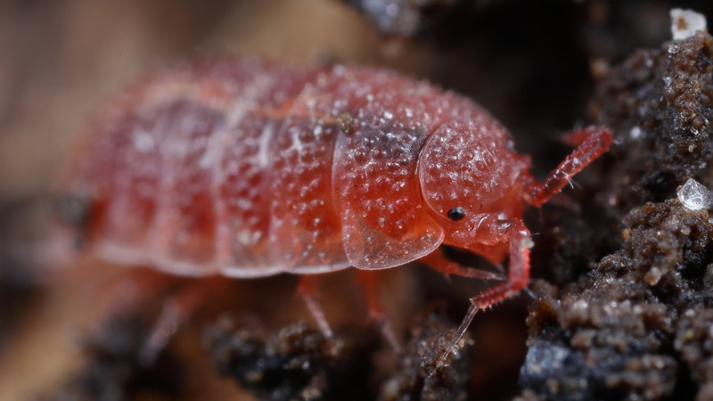 Rosy Woodlouse, Androniscus dentiger