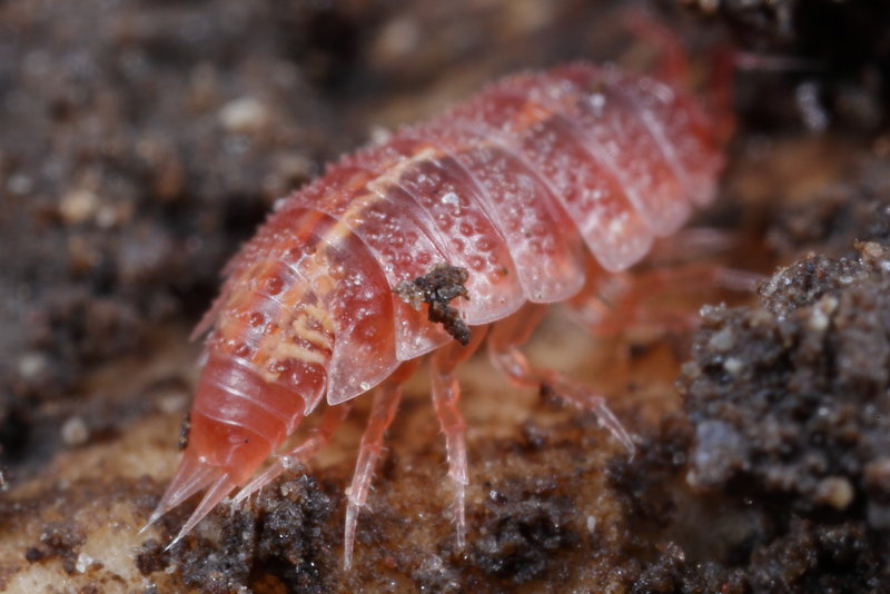 Rosy Woodlouse, Androniscus dentiger
