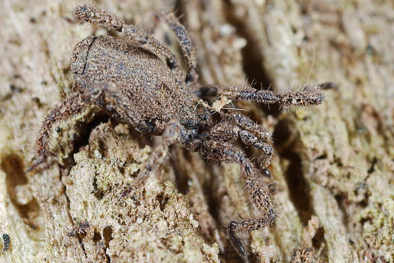 Anelasmocephalus cambridgei