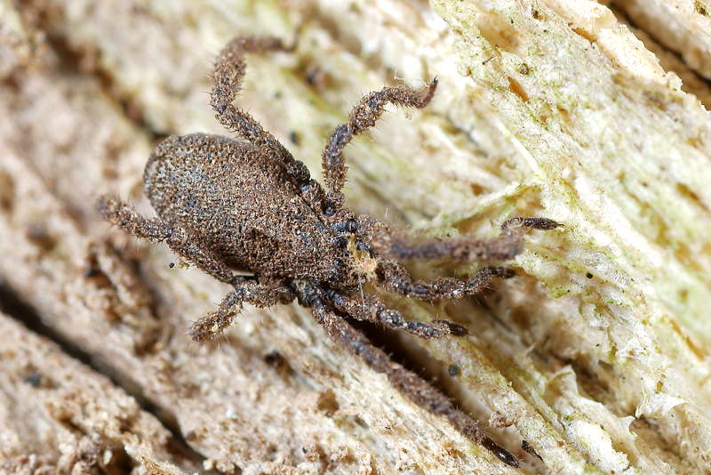 Anelasmocephalus cambridgei