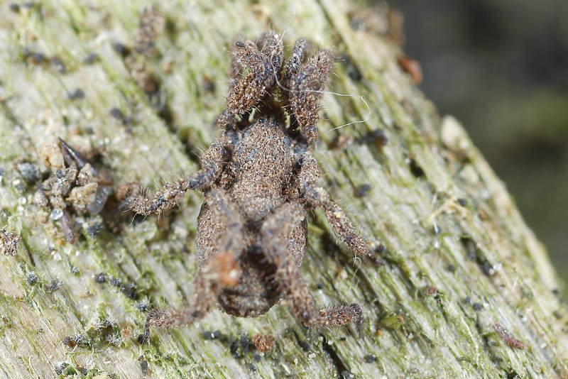 Anelasmocephalus cambridgei