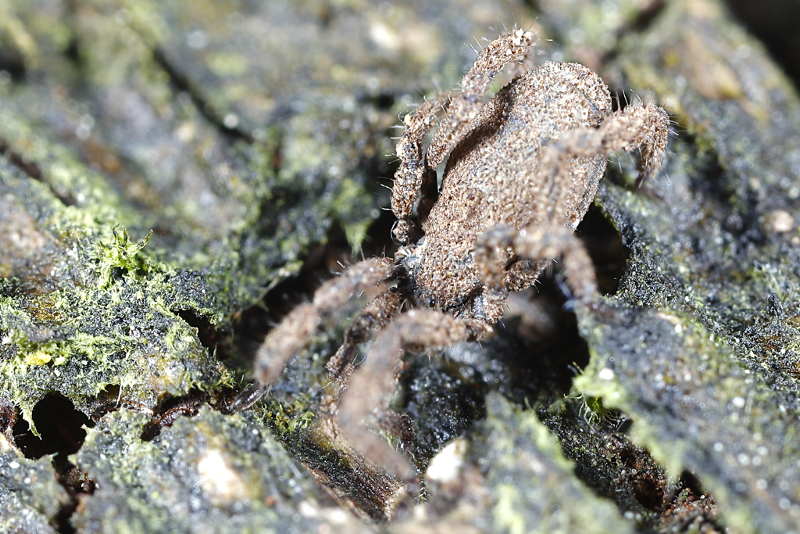 Anelasmocephalus cambridgei