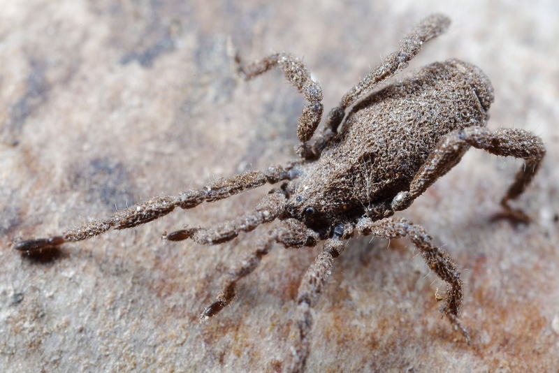 Anelasmocephalus cambridgei