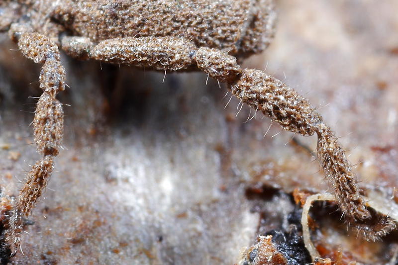 Anelasmocephalus cambridgei, lange haren op de poten