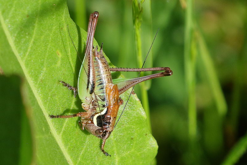 Servische dwergbergsabel, Anterastes serbicus ♂ (BG)