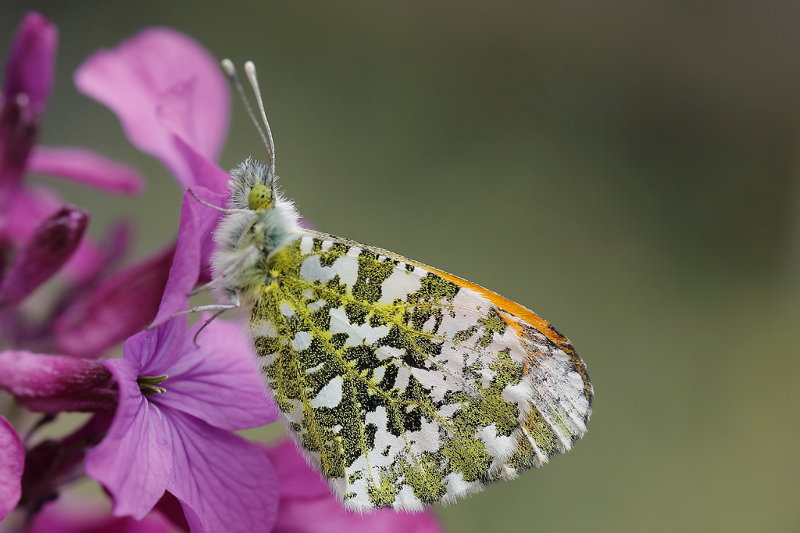 Oranjetipje, Anthocharis cardamines ♂ (NL)