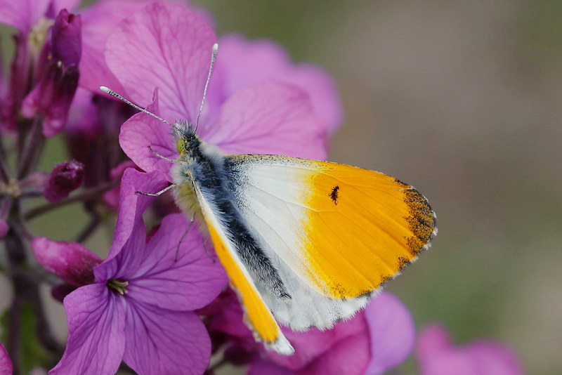 Oranjetipje, Anthocharis cardamines ♂ (NL)