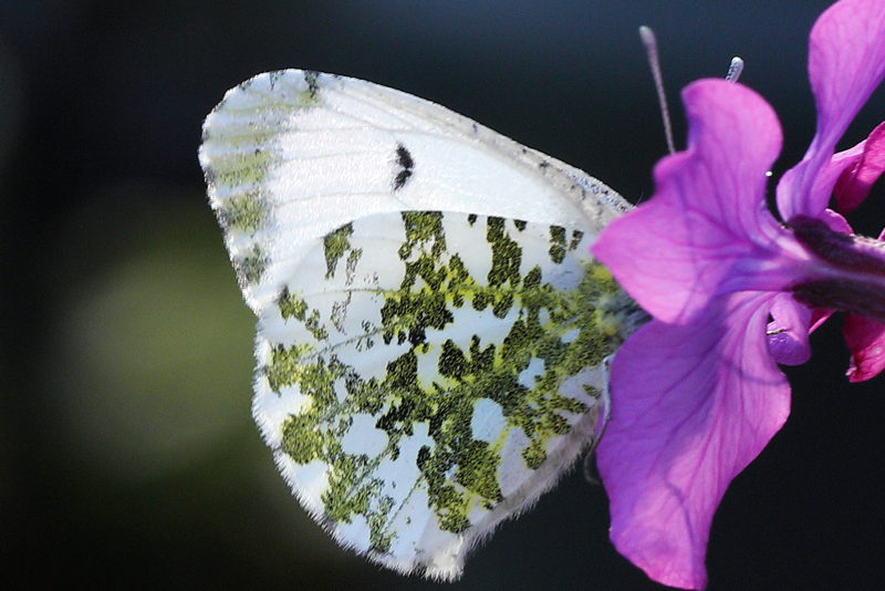 Oranjetipje, Anthocharis cardamines ♀ (NL)