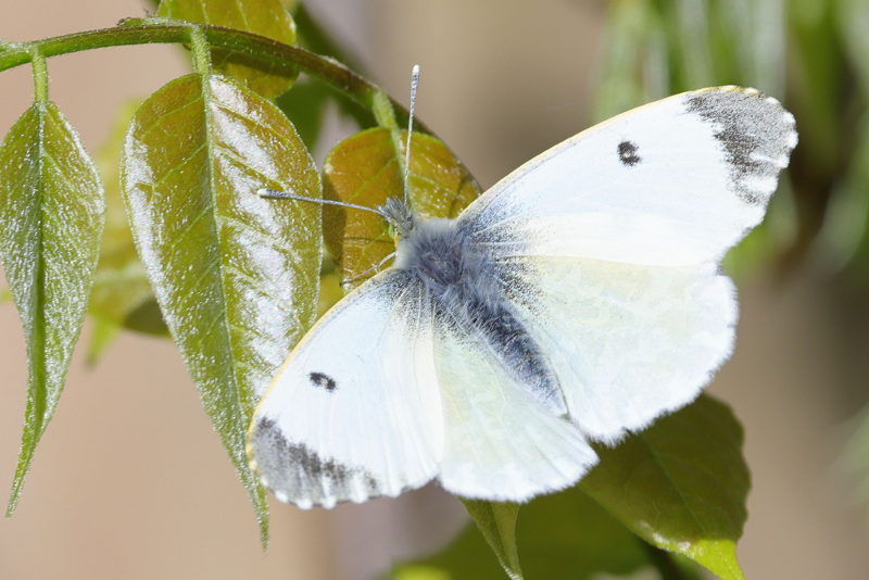 Oranjetipje, Anthocharis cardamines ♀ (NL)