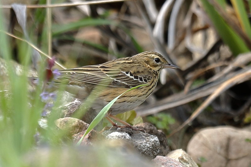 Boompieper Anthus trivialis
