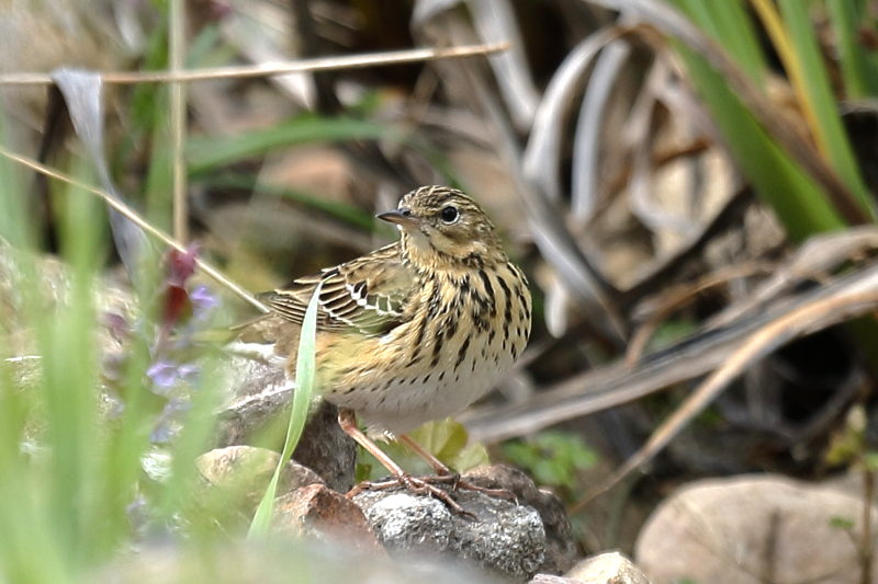 Boompieper Anthus trivialis