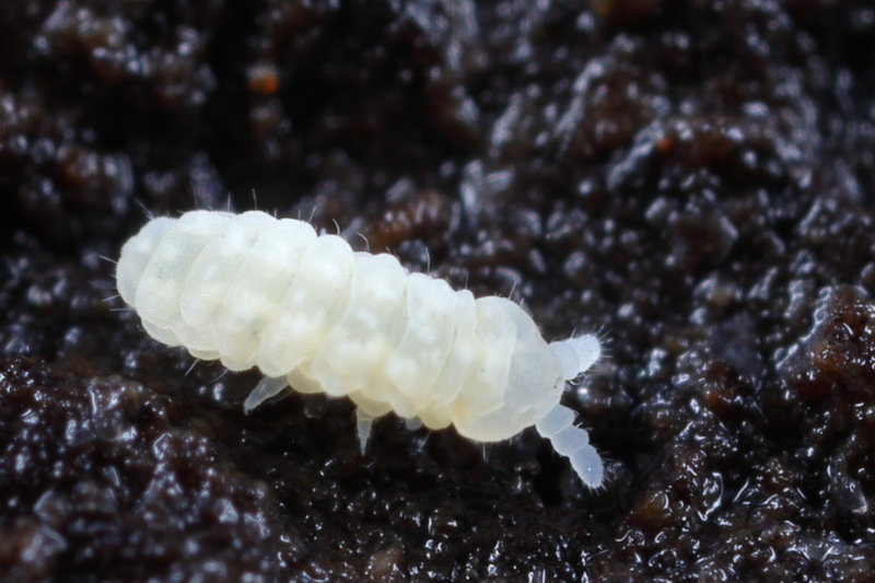 Anurida granaria