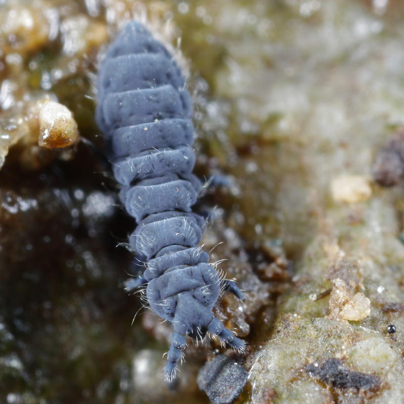 Anurida maritima
