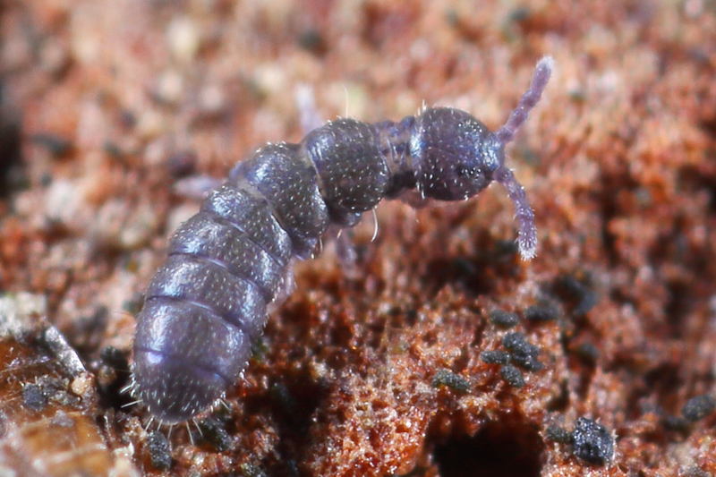 Anurophorus laricis