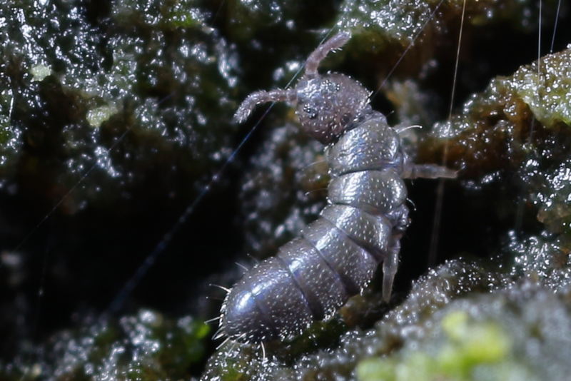 Anurophorus laricis
