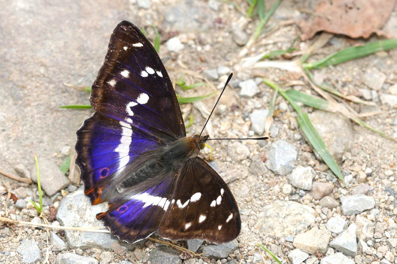 Grote weerschijnvlinder, Apatura iris (SK)