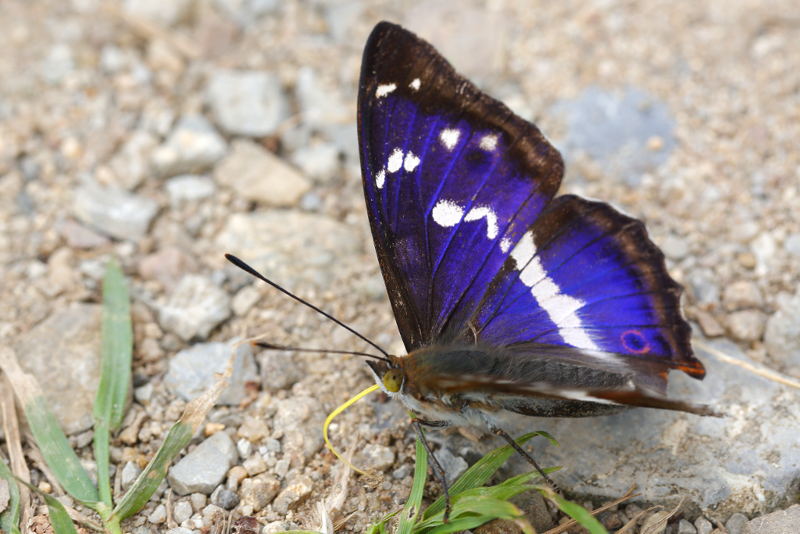 Grote weerschijnvlinder, Apatura iris (SK)