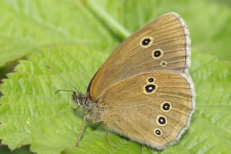 Koevinkje, Aphantopus hyperantus (NL)